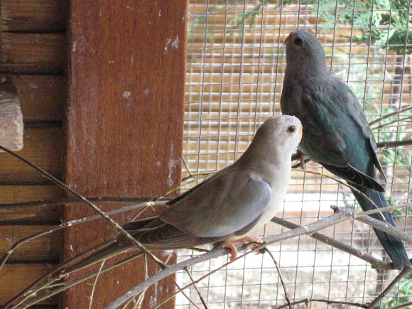 oiseaux 2011 9.jpg