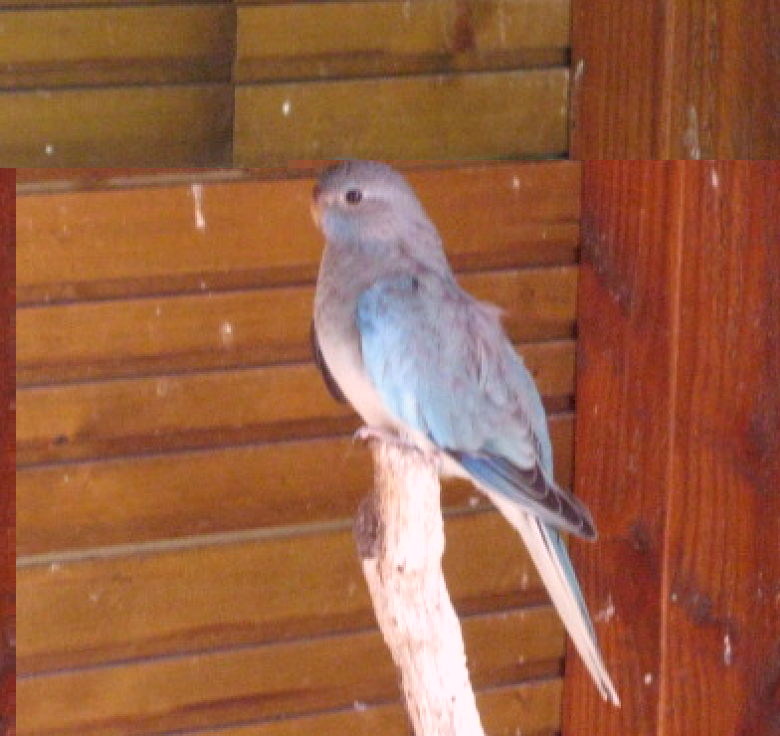 oiseaux 2011 6.jpg