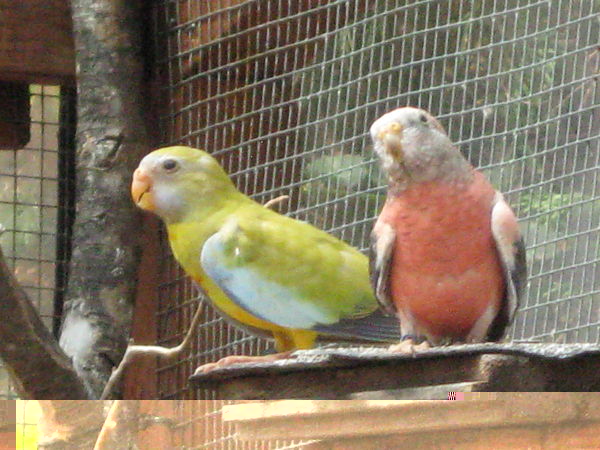 oiseaux 2011 19.jpg