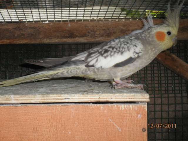 calo ma cherie (2)_PhotoRedukto.jpg