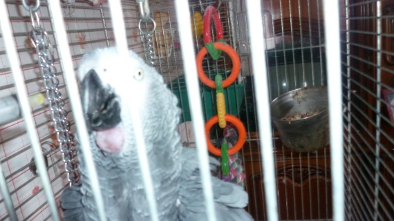 animaux-desir-img.jpg