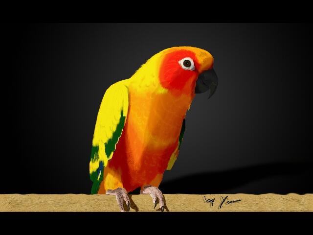 conure soleil s_640x480.jpg