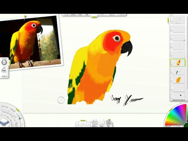 debut conure_640x480.jpg