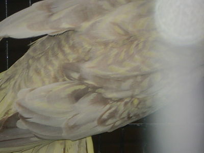 P1010331_opt222.jpg