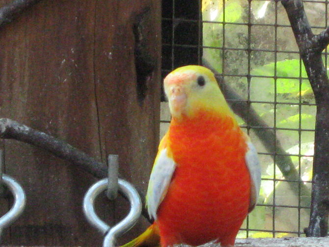 Oiseaux_2011 29.jpg