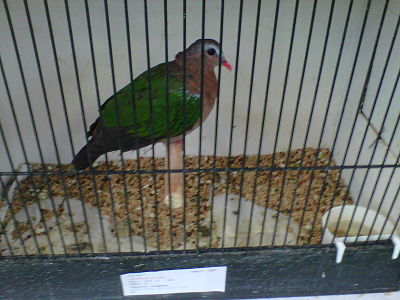 IMG00462-20111030-1443_opt.jpg
