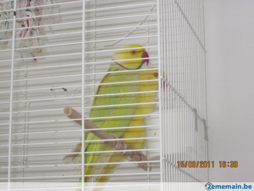105973905_2-magnifique-lacewing-de-3ans-perruche-a-collier.jpg