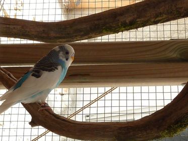 perruche bleue.JPG