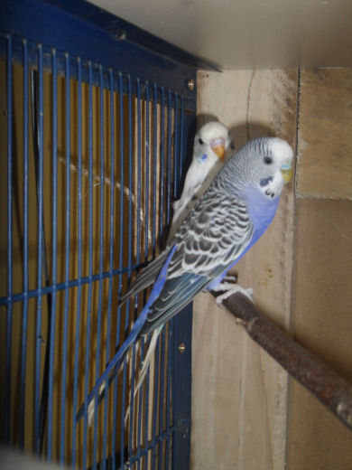 male bleu.jpg