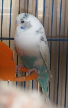 femelle blanche.jpg