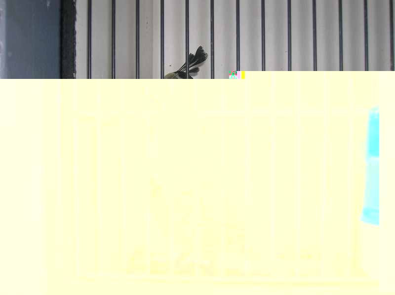 063nvc.jpg