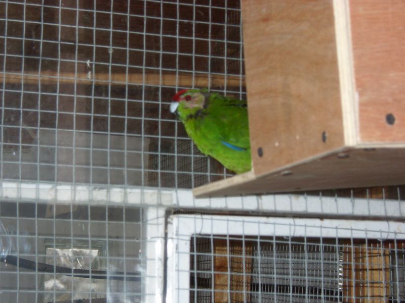 kakariki 1.jpg
