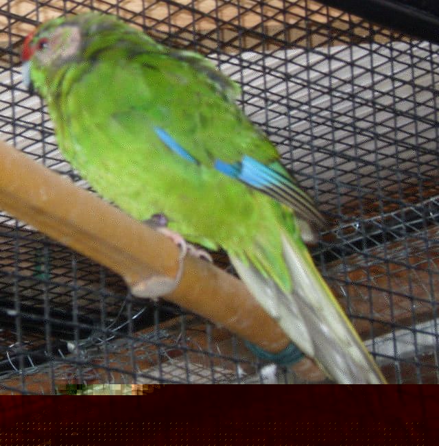 kakariki2.jpg