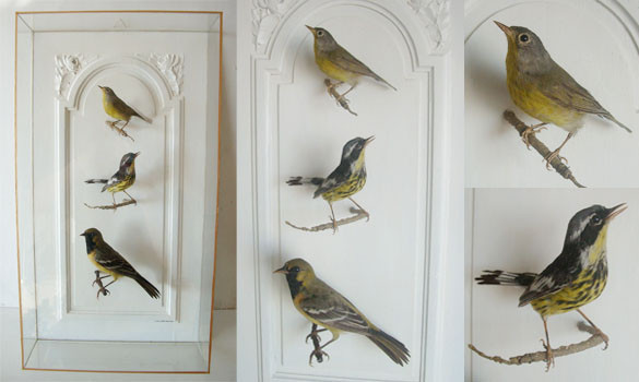 Oiseaux-americains---1890-910-2-big-1-www-the-little-museum-shop-com.jpg