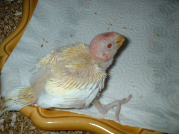 bb omni lutino.jpg