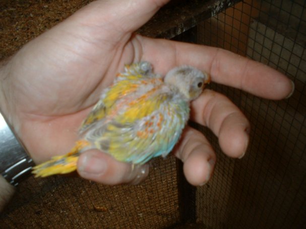 bb turq cinnamon.jpg