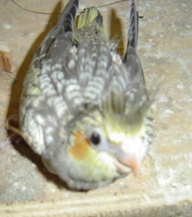 BB CALO 000.jpg