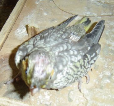 BB CALO  0.jpg
