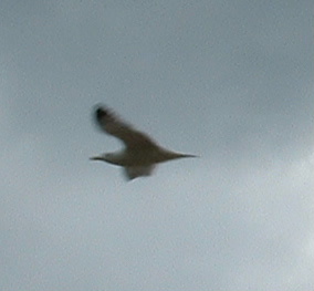 mouette en plein vole.JPG