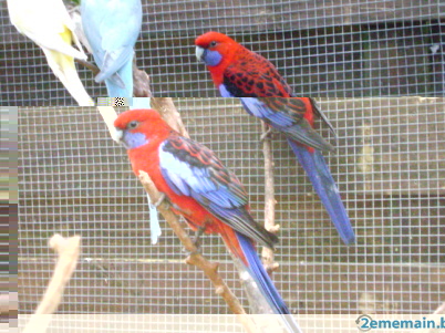 117298870-superbe-couple-de-pennant.jpg