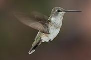 Archilochus alexandri - Femelle colibri Ã  gorge noire.JPG