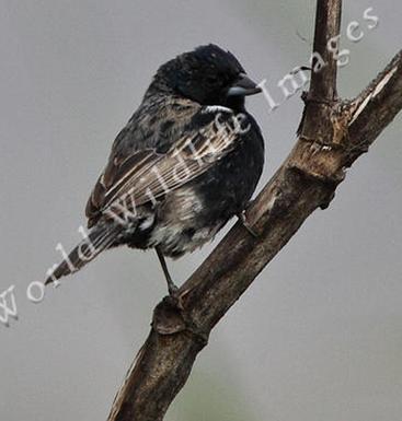 JACARINI Volatinia jacarina peruviensis.JPG