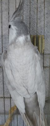 IMGP38441.jpg