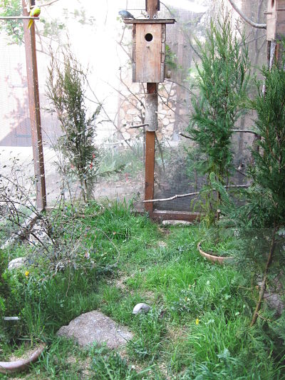 oiseaux 2012 1.jpg