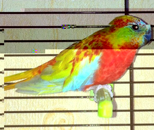 turquoisine 1.jpg