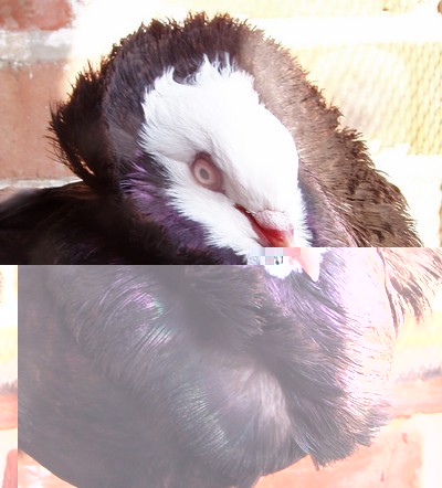 pigeon2.jpg