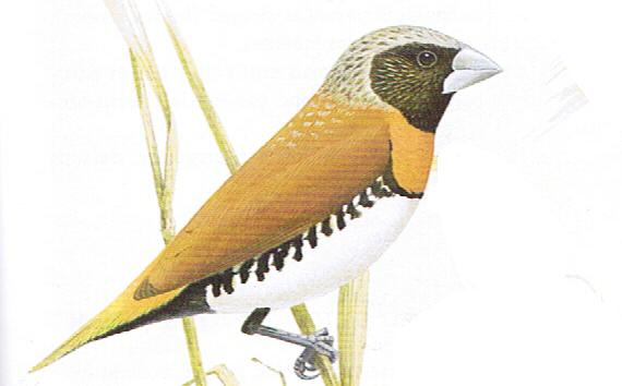 Lonchura castaneothorax.JPG