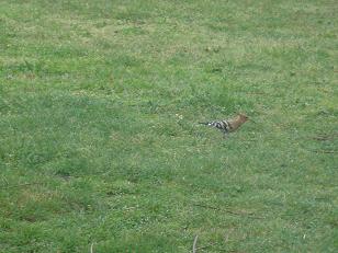 Oiseaux Jardin 1.jpg