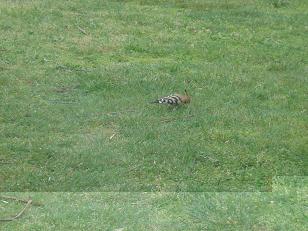 Oiseaux Jardin 2.jpg