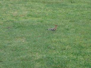 Oiseaux Jardin 3.jpg