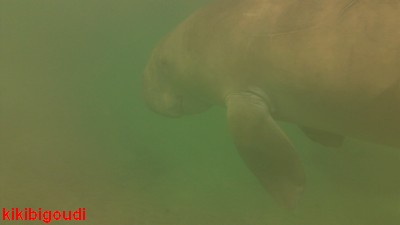 dugong.jpg