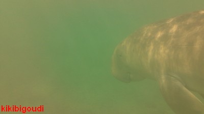 dugong1.jpg