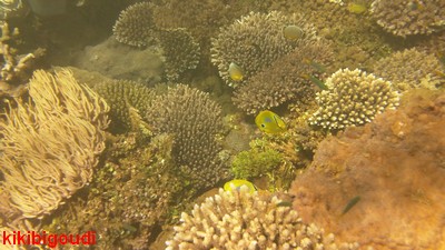 corail.jpg