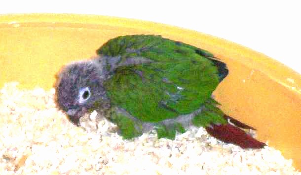pepyto 2.jpg