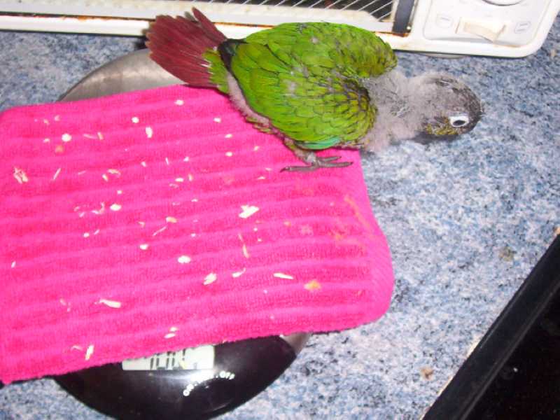 Pepyto 1.jpg