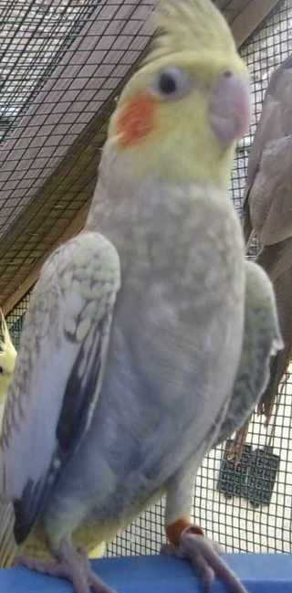 oiseaux 006pjg.jpg