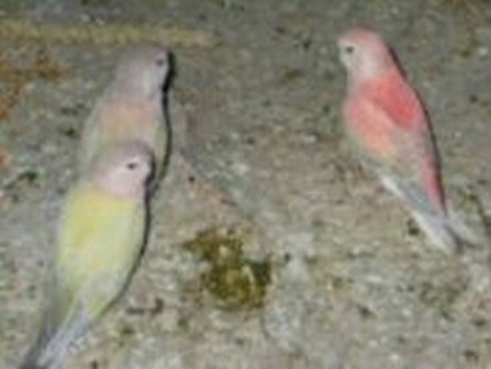 agapornis 001.jpg