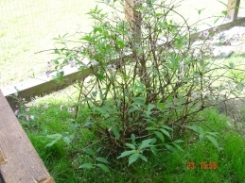 weigelia.jpg