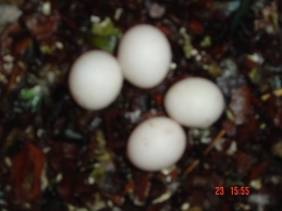 oeufcathe2.jpg