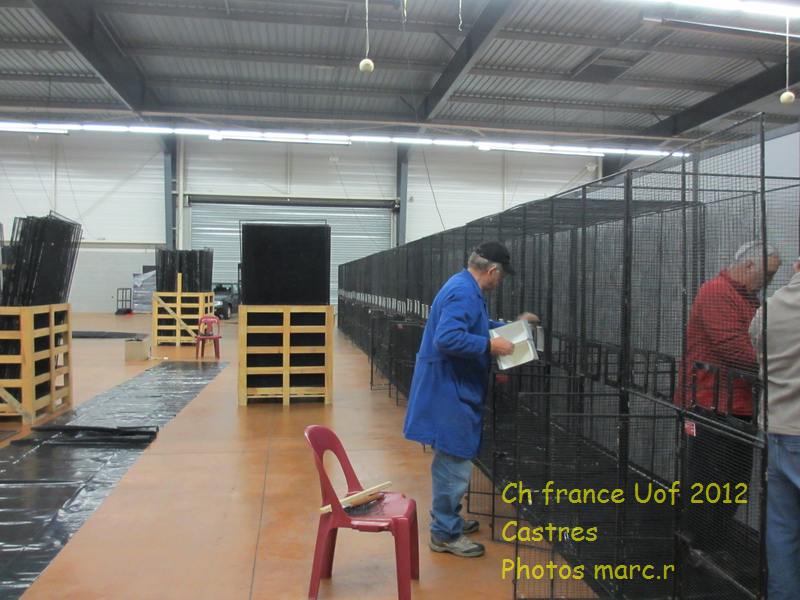 castres_hall_psittacides_montage3.jpg