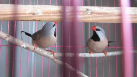 oiseaux 001.jpg