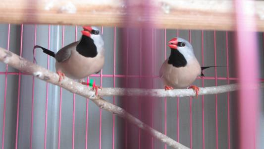 oiseaux 002.jpg