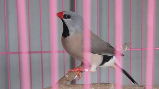 oiseaux 003.jpg