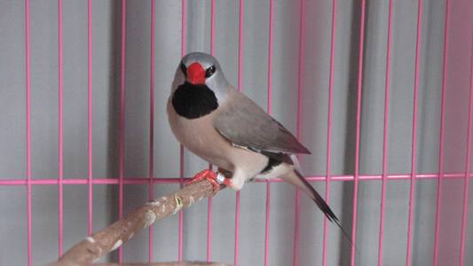 oiseaux 005.jpg