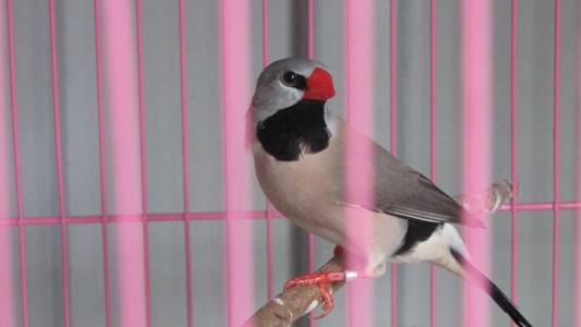 oiseaux 004.jpg