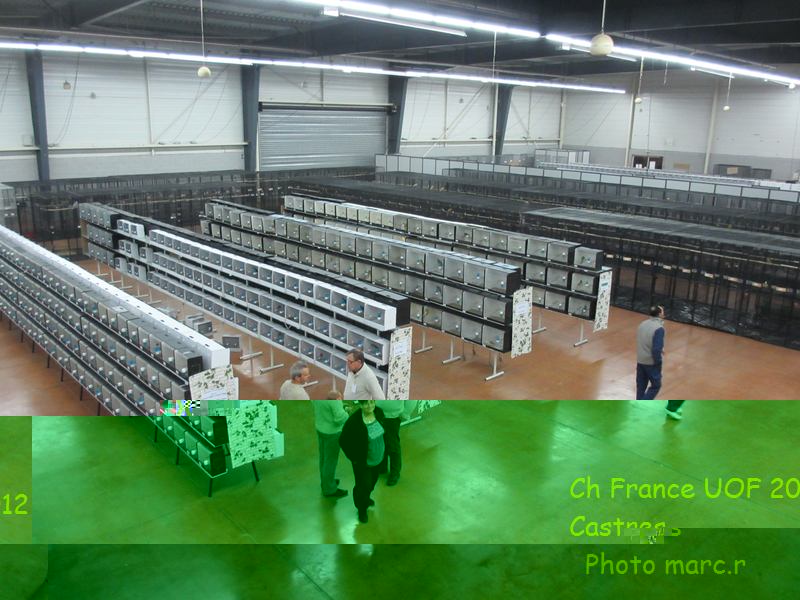 castres_hall_psittacides_3_2.jpg